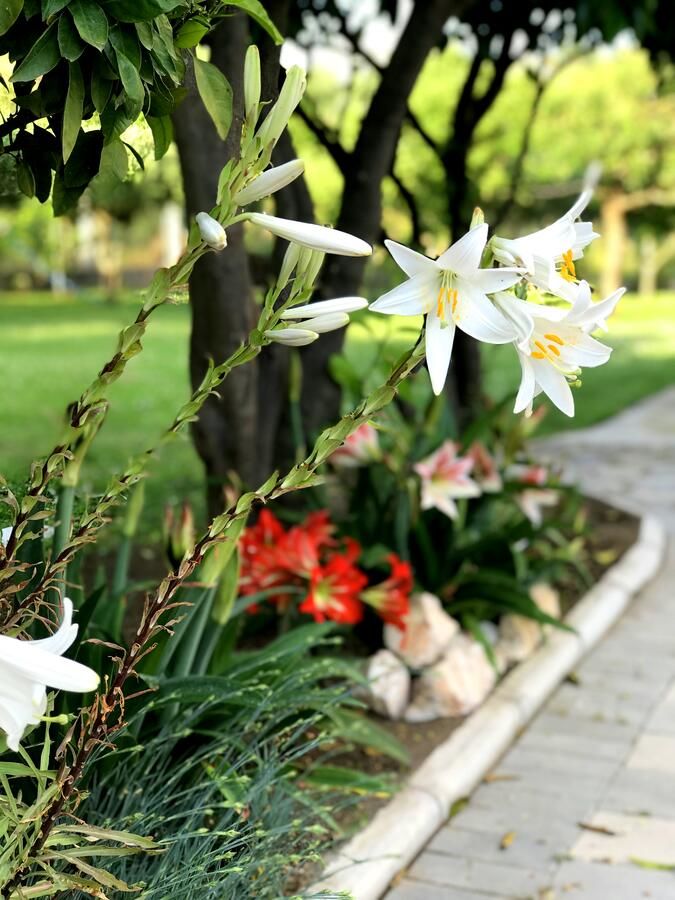 Гостевой дом Apartaments KRAJA Улцинь-25