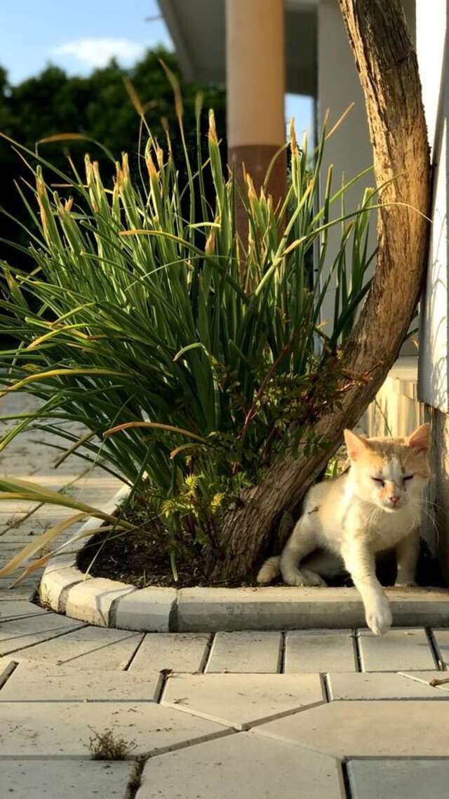 Гостевой дом Apartaments KRAJA Улцинь-23